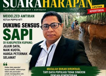 Meidelzed Amtiran, Ketua Peppsi NTT Dukung Sensus Sapi di Kabupaten Kupang: Jujur Data, Naik Kuota, Harga Peternak Selamat