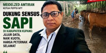 Meidelzed Amtiran, Ketua Peppsi NTT Dukung Sensus Sapi di Kabupaten Kupang: Jujur Data, Naik Kuota, Harga Peternak Selamat