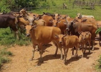 APH Lirik Rekom Sapi  Berdasarkan Temuan Pansus DPRD Kabupaten Kupang 