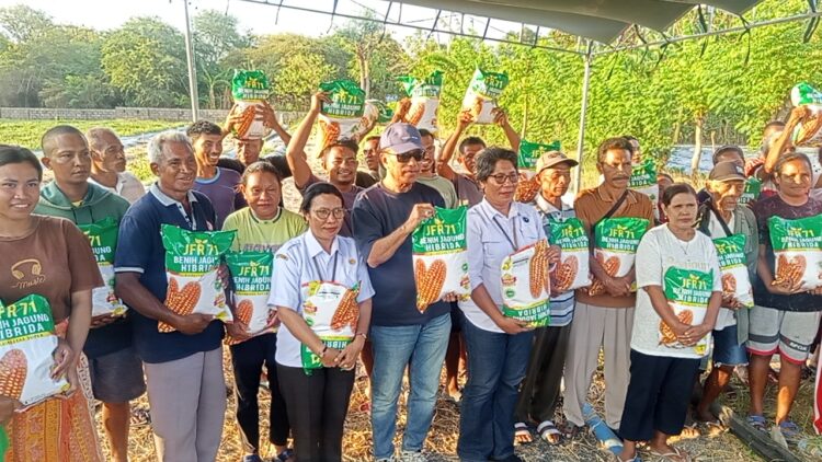 12 Kelompok Tani di Oebelo Bertatap Muka dengan Usman Husin, Terima 3,5 Ton Bibit Jagung Hibrida Super